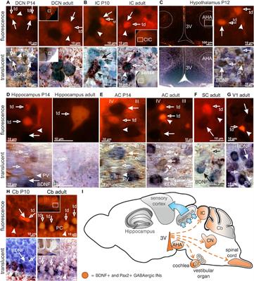 Deletion of BDNF in Pax2 Lineage-Derived Interneuron Precursors in the Hindbrain Hampers the Proportion of Excitation/Inhibition, Learning, and Behavior